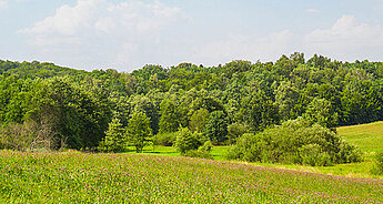 Svěží zelená louka s roztroušenými stromy a hustým lesem v pozadí pod jasnou oblohou.