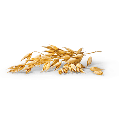 An ear of oats
