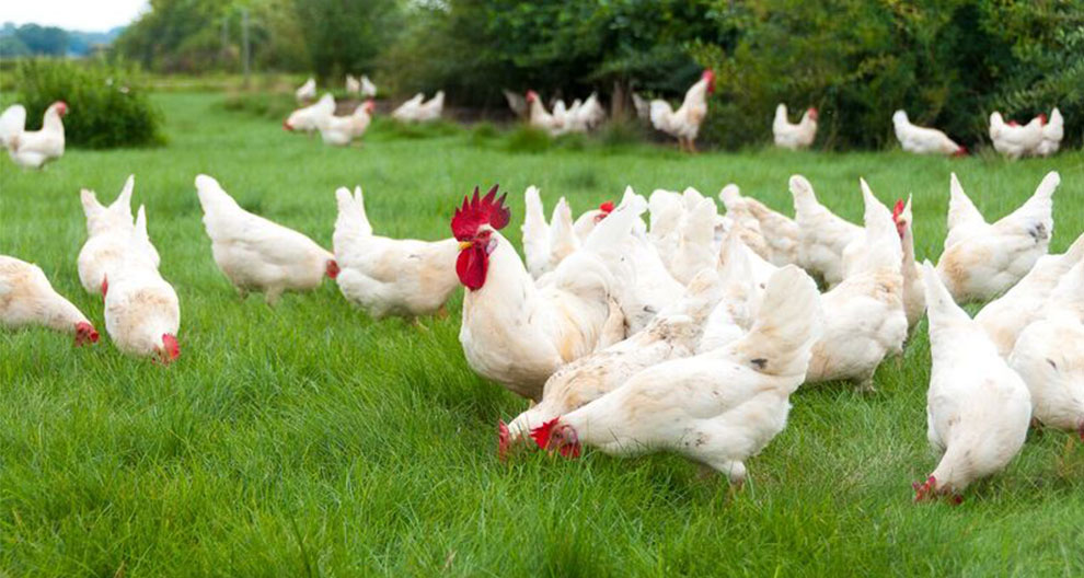 A flock of white chickens with red combs and wattles graze on a green field.